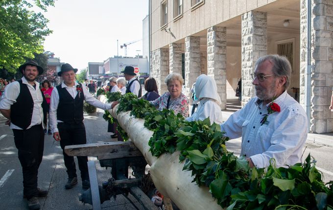 Postavljanje mlaja - furenga v Novi Gorici, 2025. Foto: Turistično društvo Nova Gorica..  
