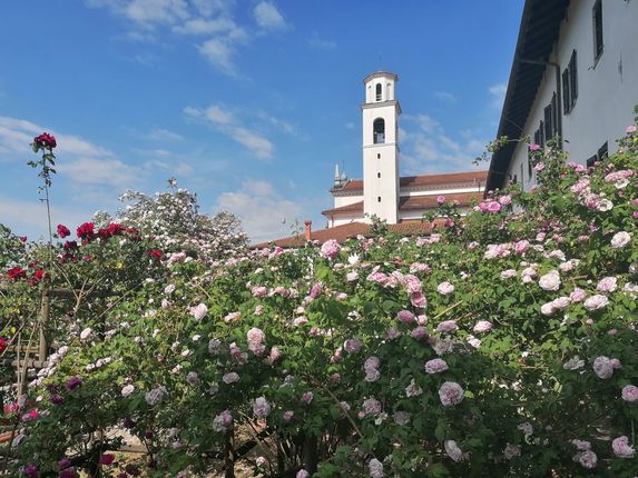 . Vrt burbonk v polnem razcvetu. &copy;Foto: Blaž Kosovel