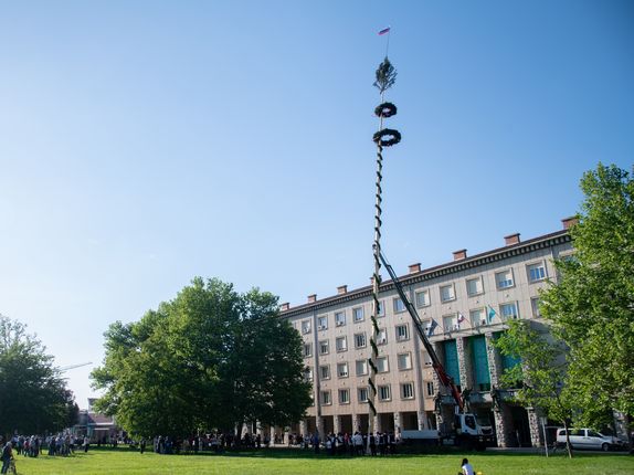 Postavljanje mlaja - furenga v Novi Gorici, 2025. Foto: Turistično društvo Nova Gorica..  