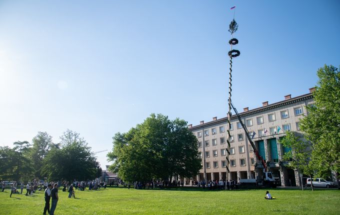 Postavljanje mlaja - furenga v Novi Gorici, 2025. Foto: Turistično društvo Nova Gorica..  
